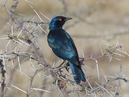 Glossy Starling Bird close-up on a blurred background