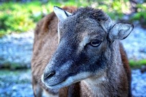 portrait of mouflon