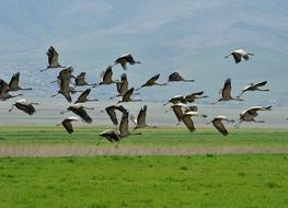 cute lovely Crane Flight