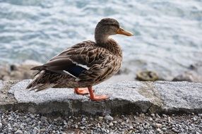 standing wild drake on a stone near the water