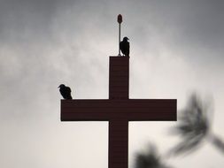 Cruz Birds