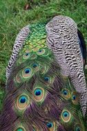 peacock with bright feathers close up