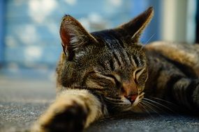 Head of Sleeping Brown cat close up