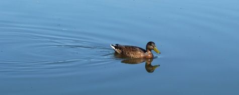 mallard swims on the water with a mirror image