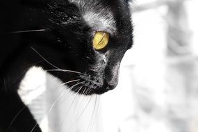 Elegant black kitty