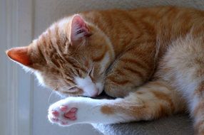 ginger kitten sleeps on a chair
