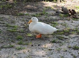 white canadian goose