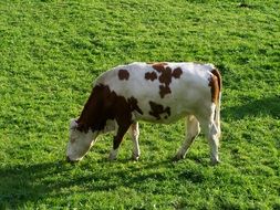 White-Brown Cattle on a field