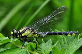 black yellow Dragonfly, Macro view