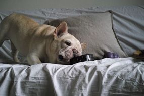 cute playful french bulldog