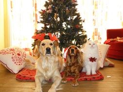 pets on the background of the Christmas tree