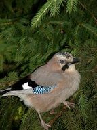 Living bird in a forest