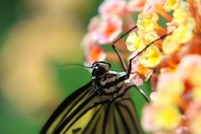 striped butterfly on a spring flower