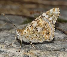 Lepidoptera Butterfly