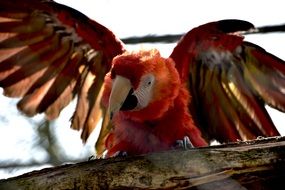 scarlet macaw parrot with open wings