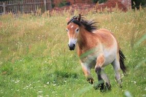 red Horse gallops by meadow