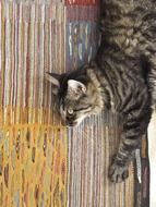 mackerel Cat lying on tappeto