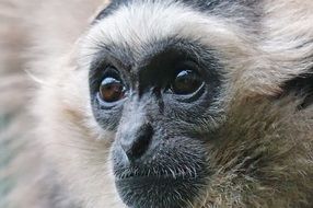 black gibbon close up