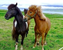 perfect beautiful Ponies Iceland