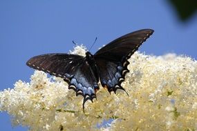 cute lovely black Butterfly