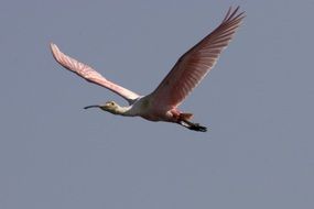 Roseate Spoonbill Flying