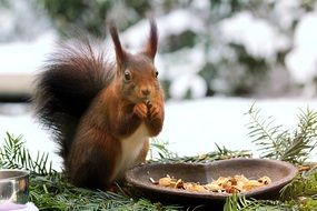 feeding red squirrel in the garden