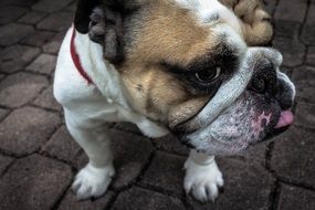 portrait of the english Bulldog