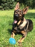 friendly German Shepherd on green grass