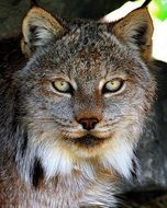 portrait of a wild lynx