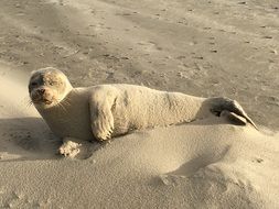 seal lies on the sand