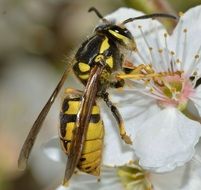 vespula or wasp