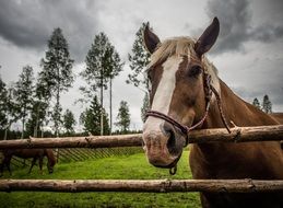 Finnish horse behind the fence