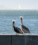 Pelican Birds on the waterfront san francisco