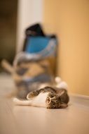 relaxed domestic cat