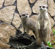 meerkats in the zoological garden