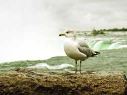 seagull near Niagara Falls