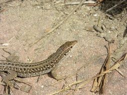 grey lizard on ground