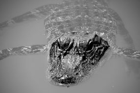 Alligator in muddy water