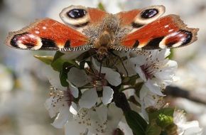 Macro photo of the peacock butterfly