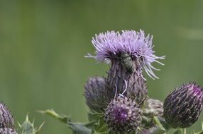 deliciously beautiful Nature flower