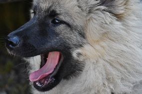 cute shaggy dog