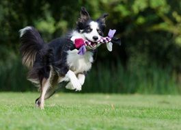 Border Collie Running on green grass