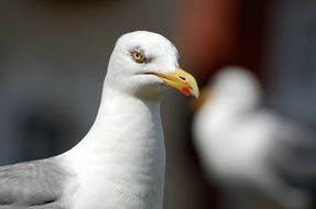 yellow-eyed Seagull