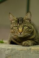 Portrait of cat lies on a stone