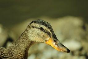 Duck Brown