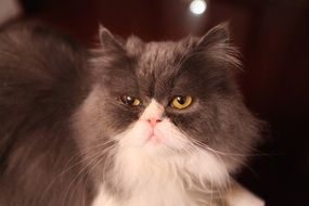 unhappy face cat