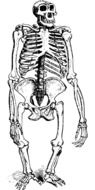 Gorilla Skeleton