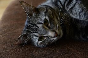 close up photo of grey Cat lying on head side