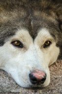 adorable Husky Siberian Dog close