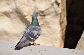 pigeon perched on stone